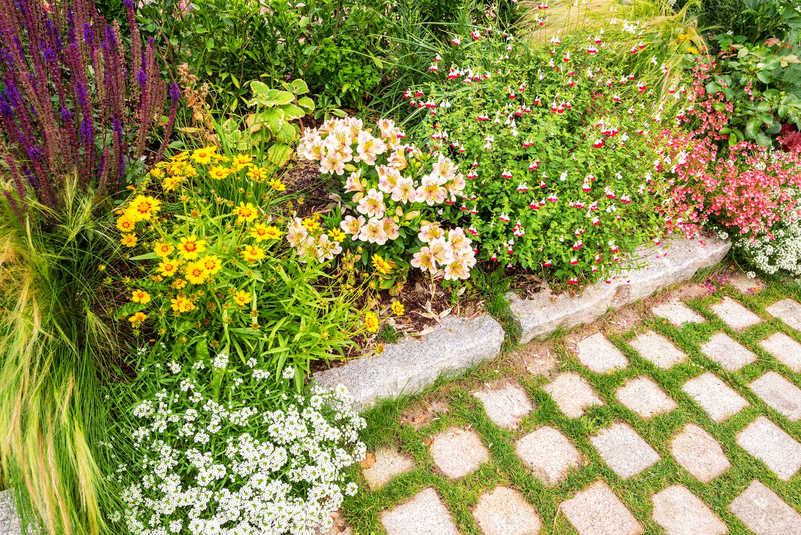 Massif d'été qui résiste à la sécheresse. © Image'in, AdobeStock